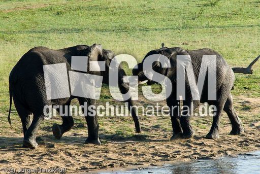 Afrikanischer Elefant (78 von 131).jpg